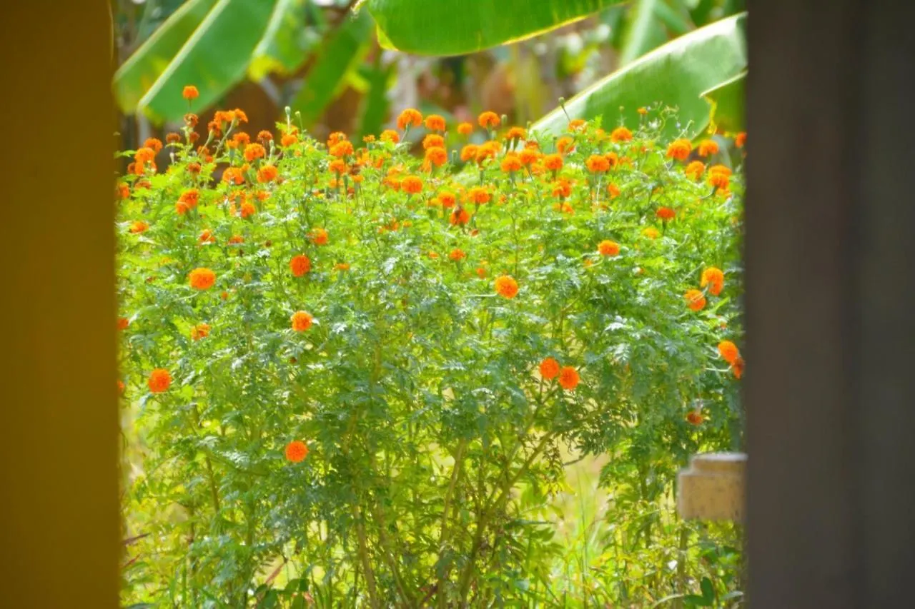 Homestay Malee Malee Guesthouse Koh Lanta